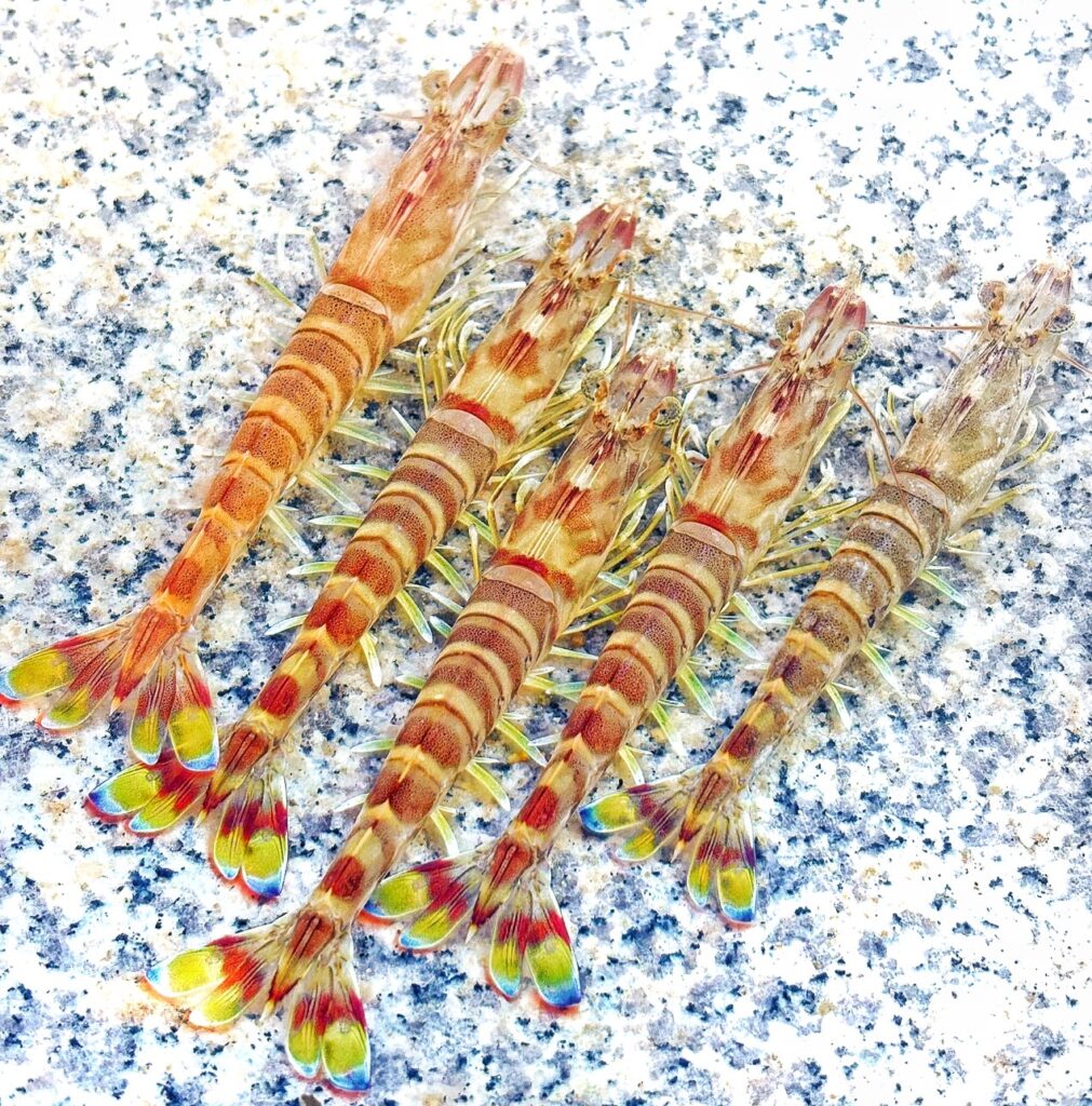 水揚げした車海老を特殊冷凍することにより、解凍後生食出来ます。